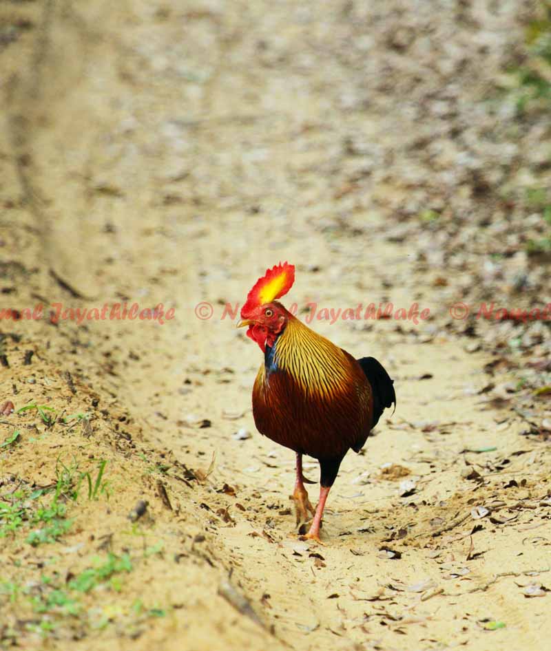 Sri Lanka Jungle fowl